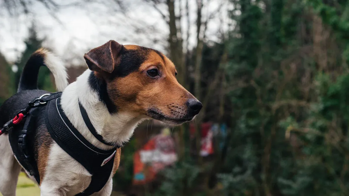 Safety and Comfort Features in Travel-Ready Dog Harnesses