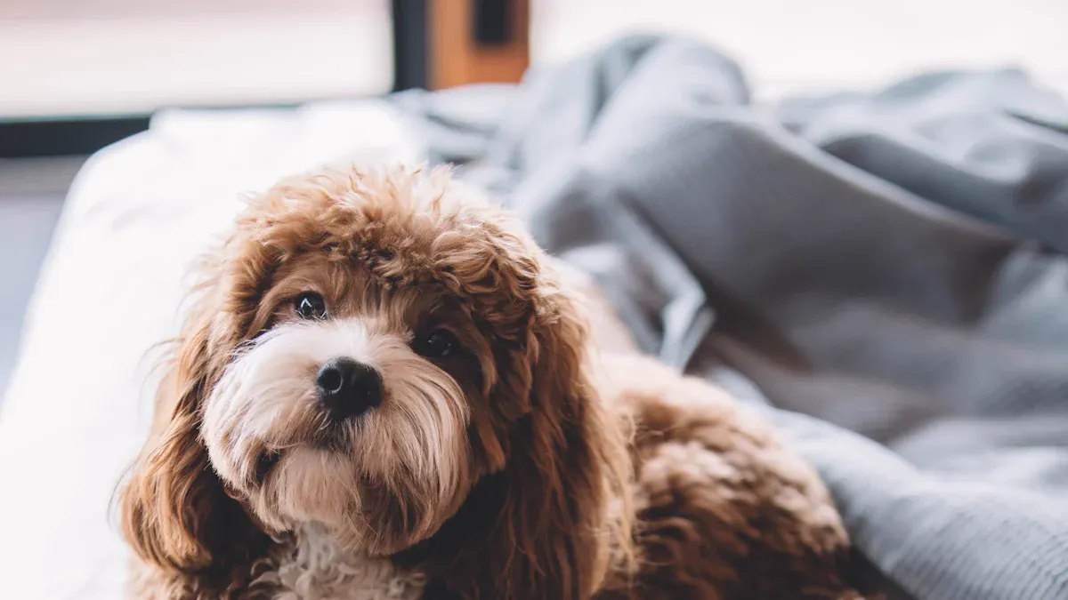 Spec by use case: pet-friendly hotel, campground, rental