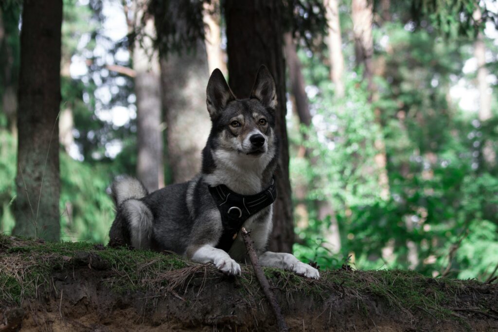 West Siberian Laika dog relaxing in a lush green forest, showcasing its natural habitat.