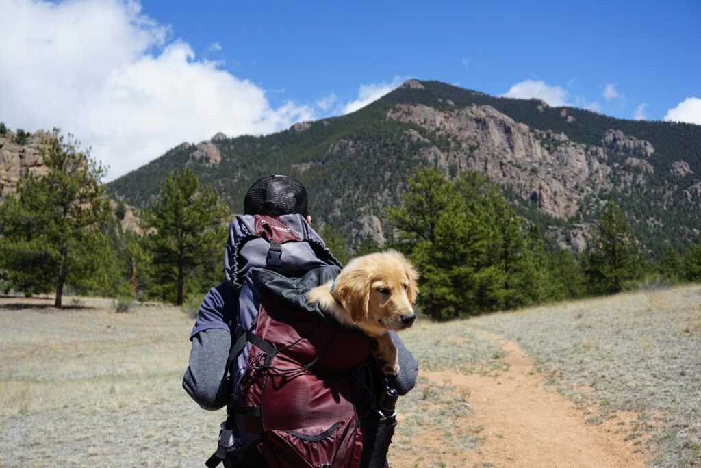 Backpacker with a puppy in a backpack hiking through a scenic mountain trail on a sunny day.
