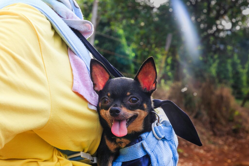 Cute Chihuahua with tongue out enjoying a sunny day outdoors in a carrier.