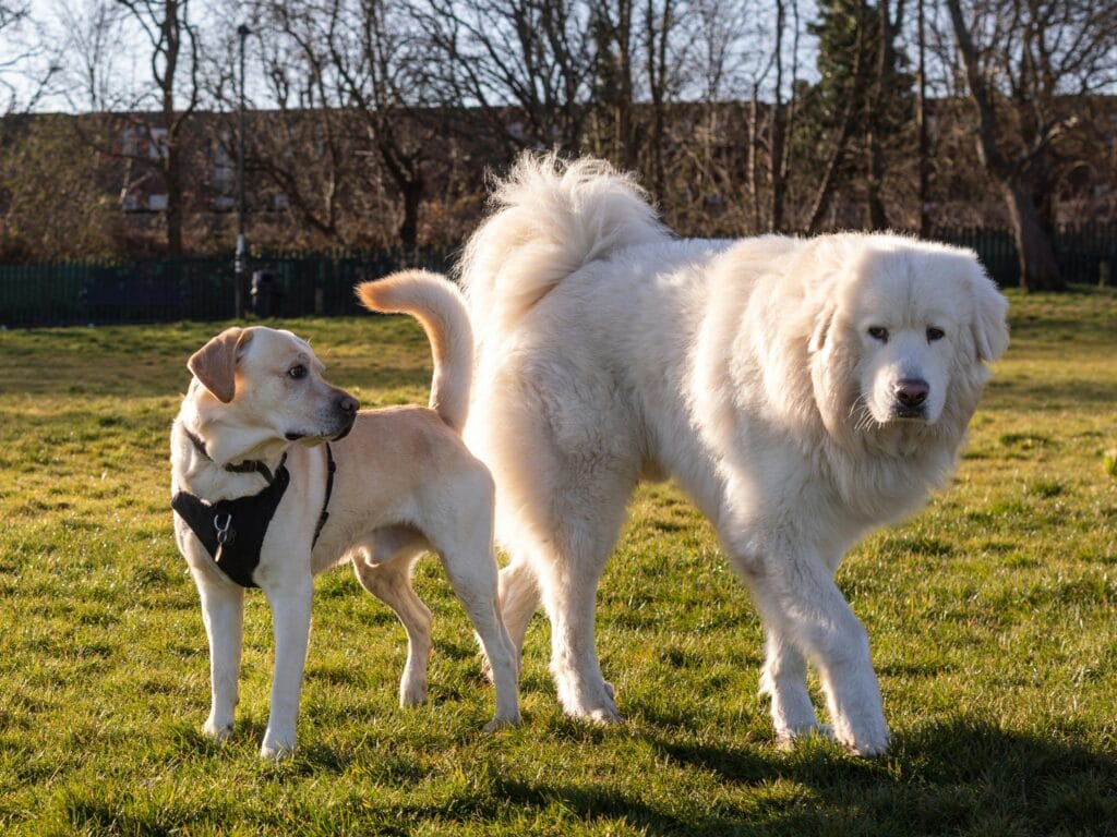 Labrador and Great Pyrenees dogs enjoying a sunny day in a park with green grass.
