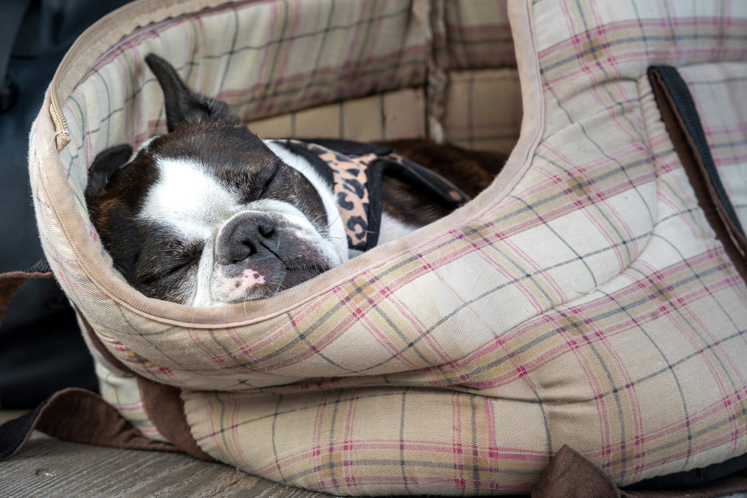 A cute Boston Terrier dog peacefully sleeping in a comfortable checkered bag.