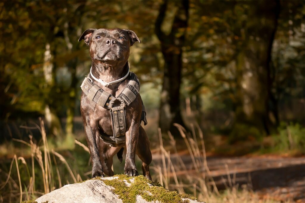 Staffordshire Bull Terrier standing on rock with harness, forest background.
