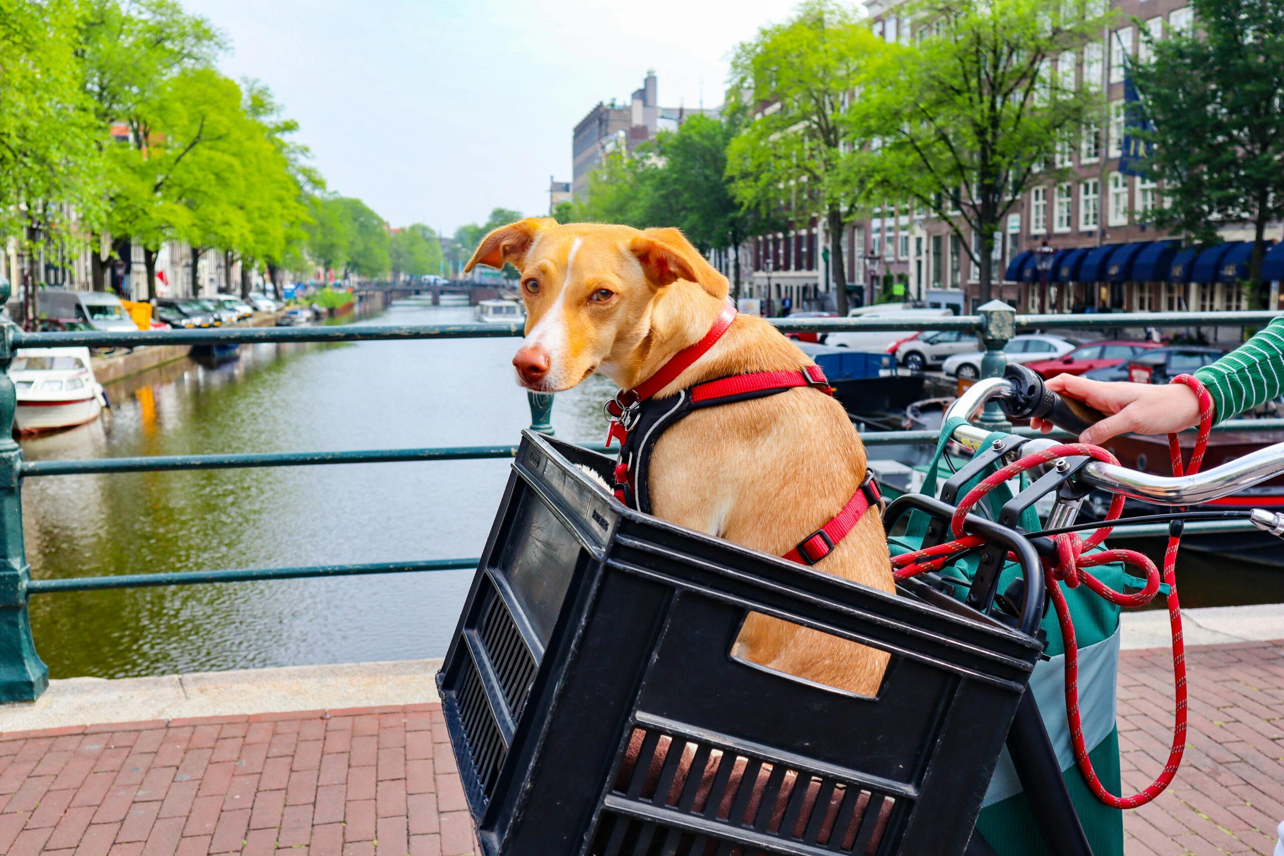Charming dog in a bicycle basket near a scenic Amsterdam canal on a sunny day.
