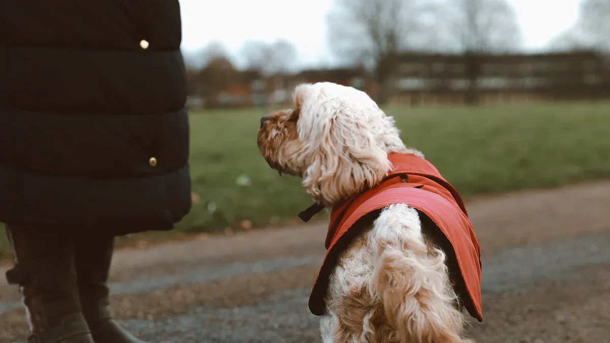 Dog collar slipping prevention and fit check illustration