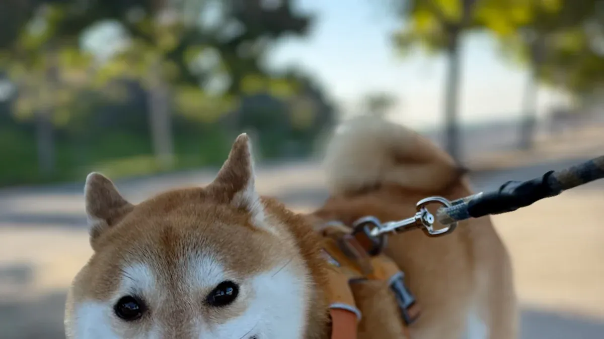 Types of Vest Dog Harnesses and Their Best Uses