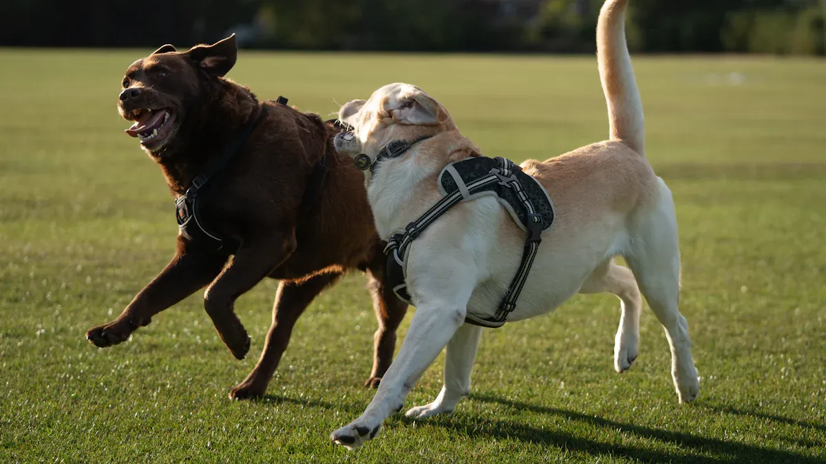 Big Dog Harness Fit for Strong Pullers