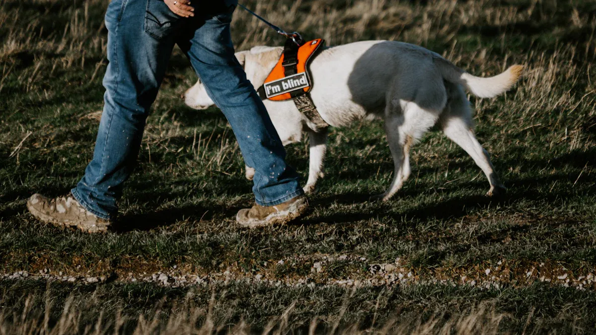 Dog walking outdoors while wearing a harness