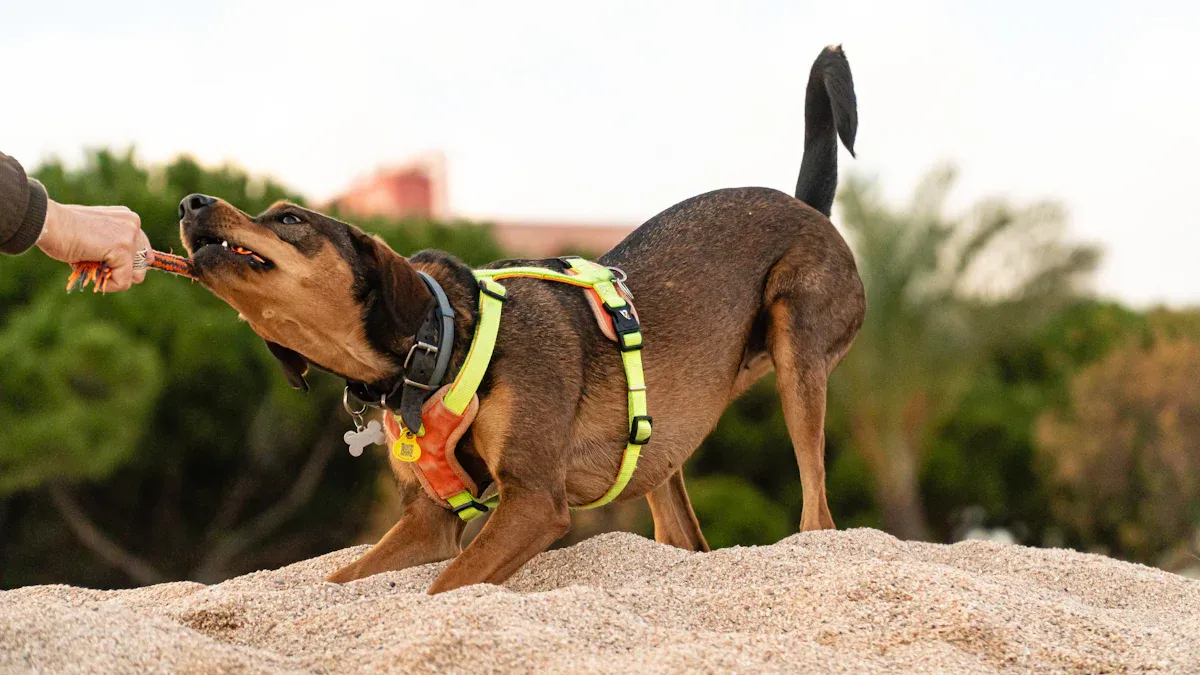 Fit and setup for hands-free leashes and bungee