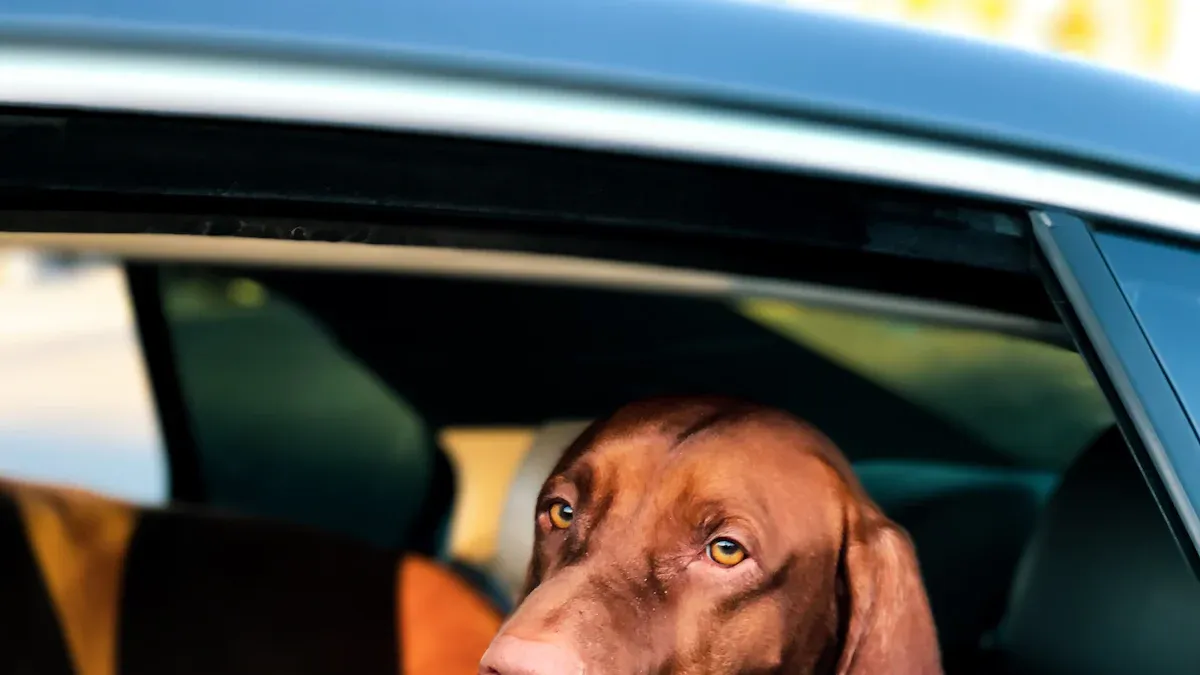 Fit checks for comfort and dog car safety