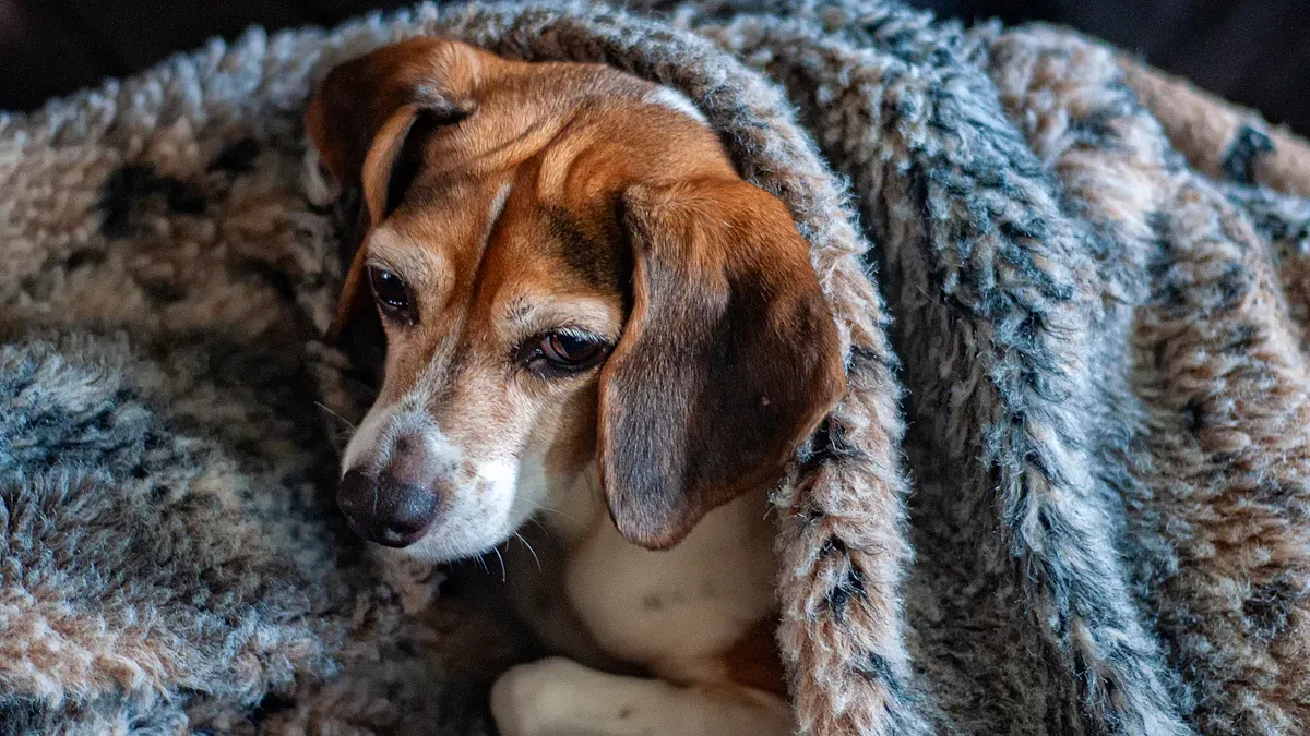 Dog cooling vest and dog cooling coat: how they work