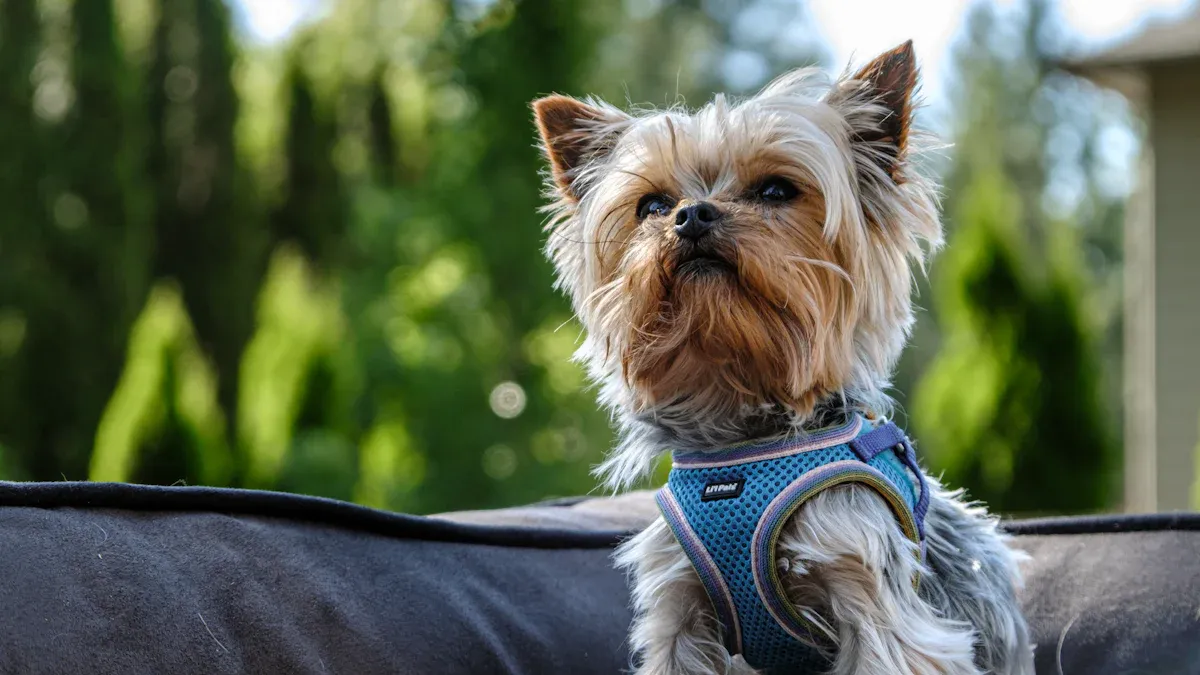 Setting Up Your Elevated Dog Cot Outdoors