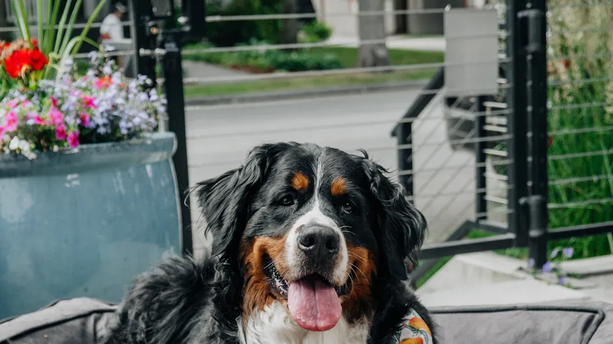 Stain Control and How to Clean a Dog Bed