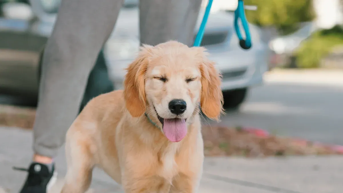 Loose Leash Walking: Step-by-Step Handling Routine