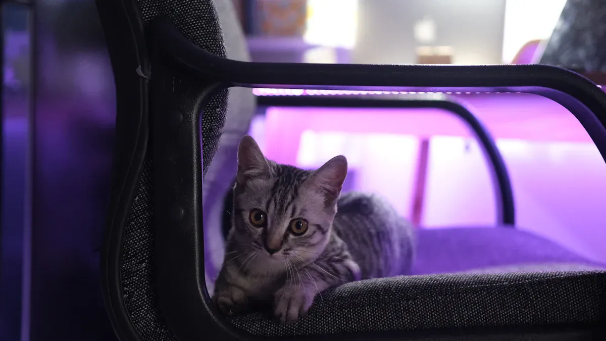 Airline Dog Carrier Sizing and Fit Check