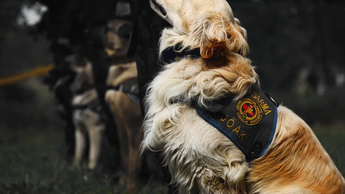 Dog Harness with Handle: Design Checks