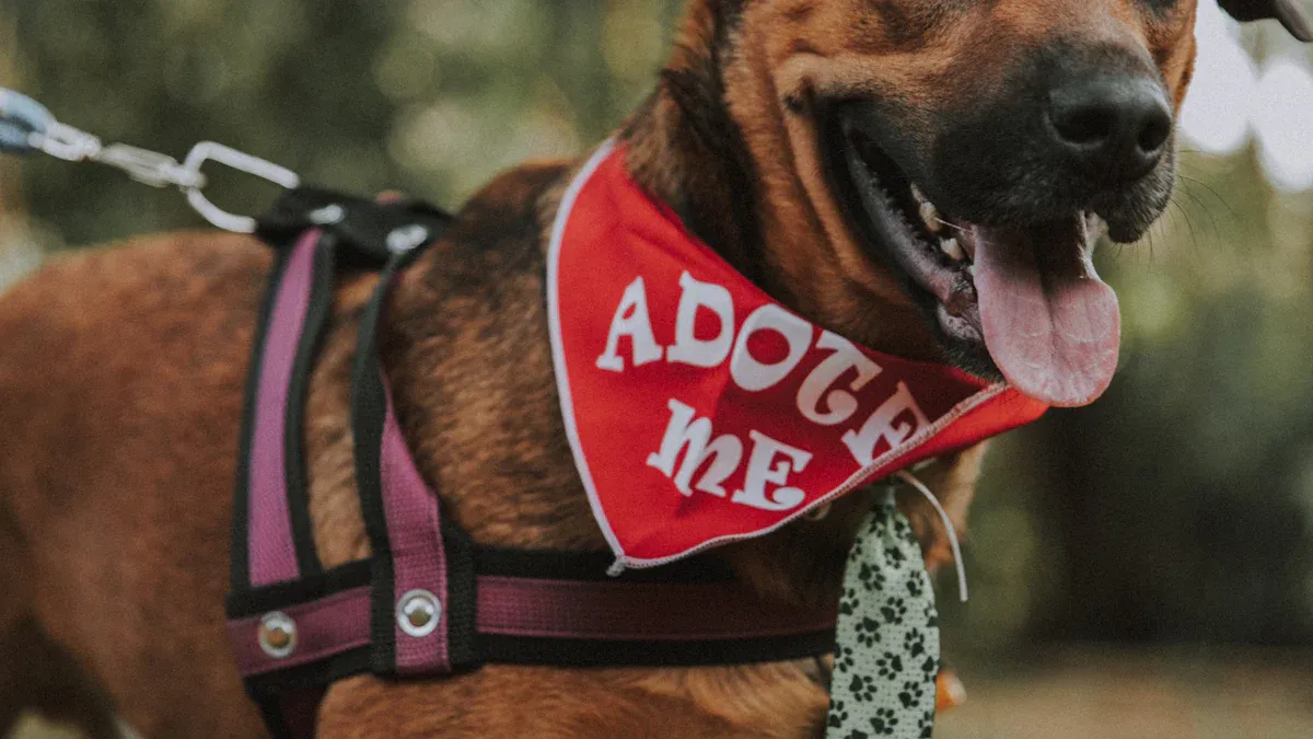 Measuring and Sizing for Dog Harness and Leash