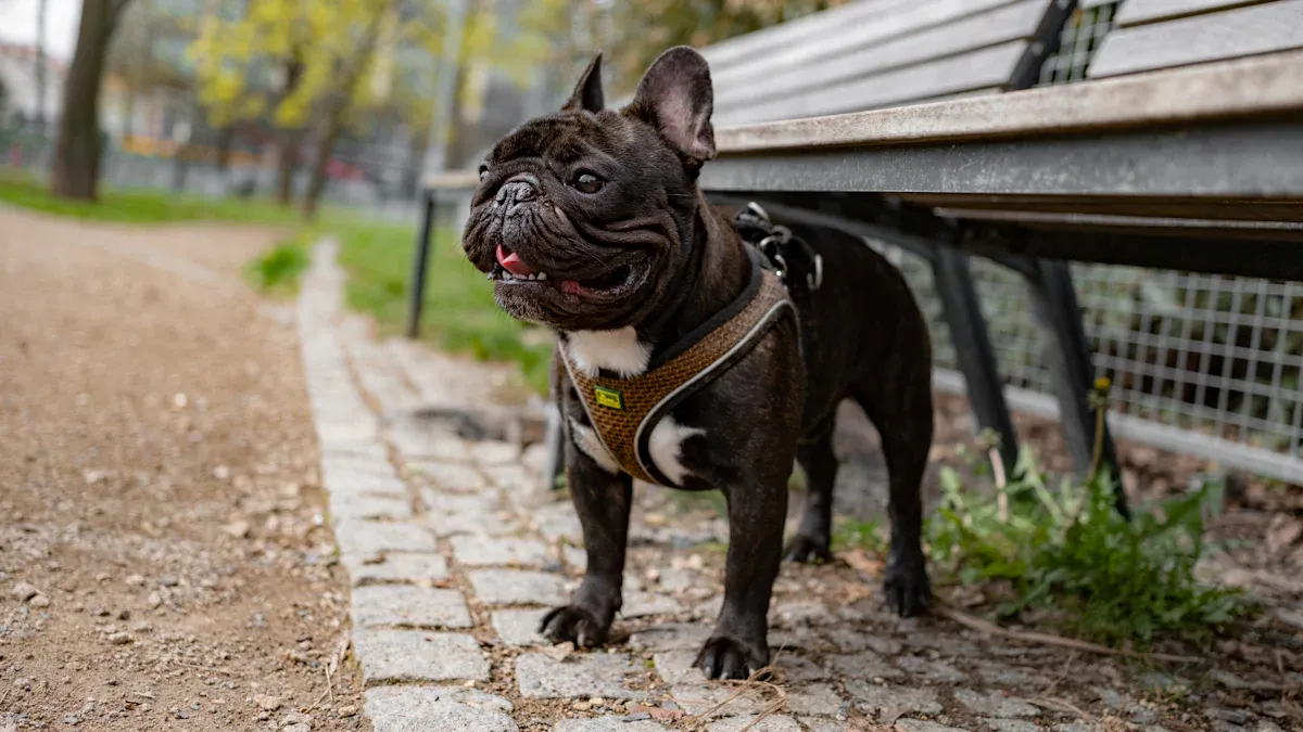 Comfort and Safety Features for Small Dog Harnesses