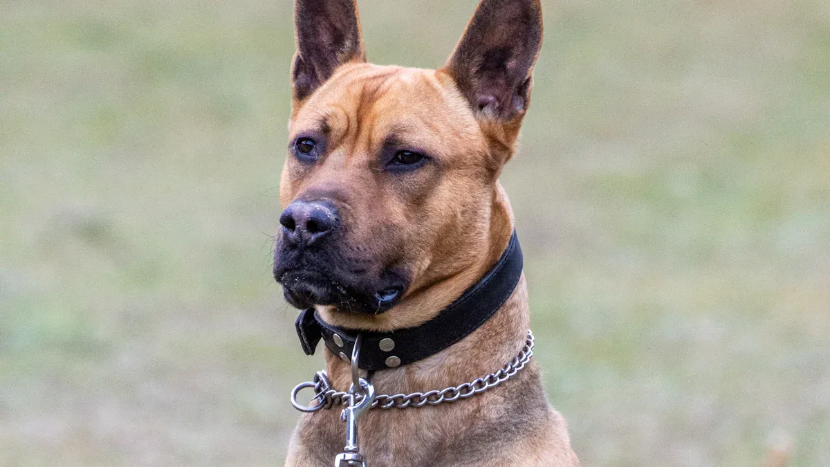 Prevent Collar Slipping and Escape