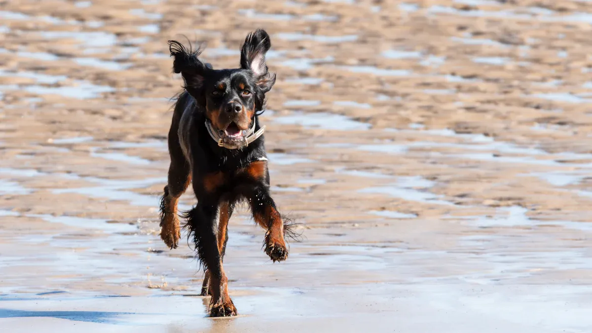Waterproof Dog Collar Materials and Water Performance