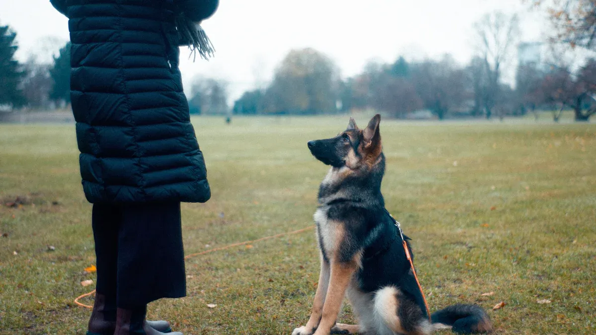 Guide to calm walking and training