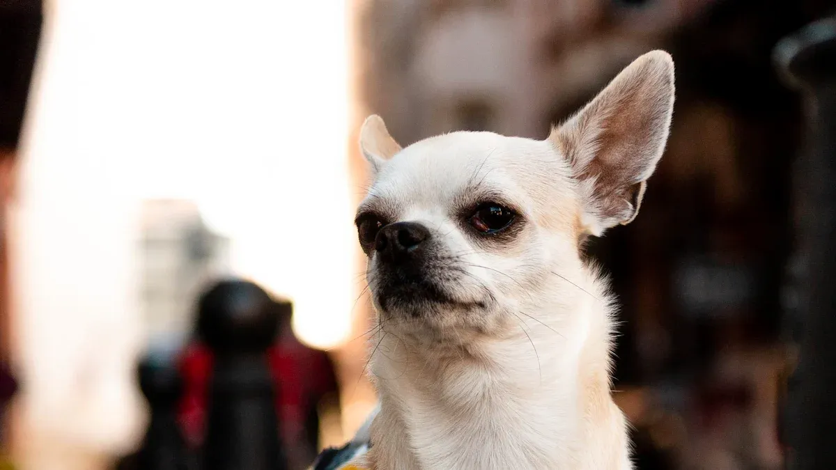 How to measure a dog for a harness: key measurements