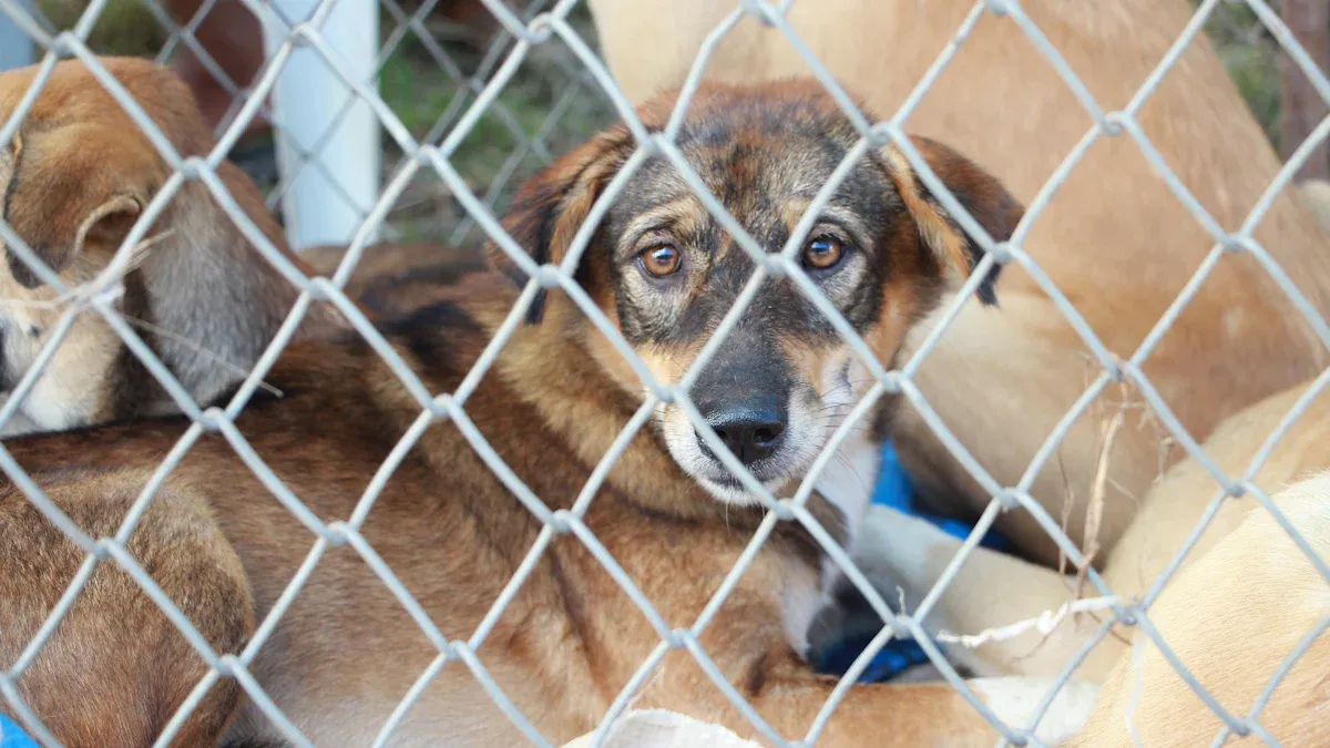 Escape prevention in dog travel bags