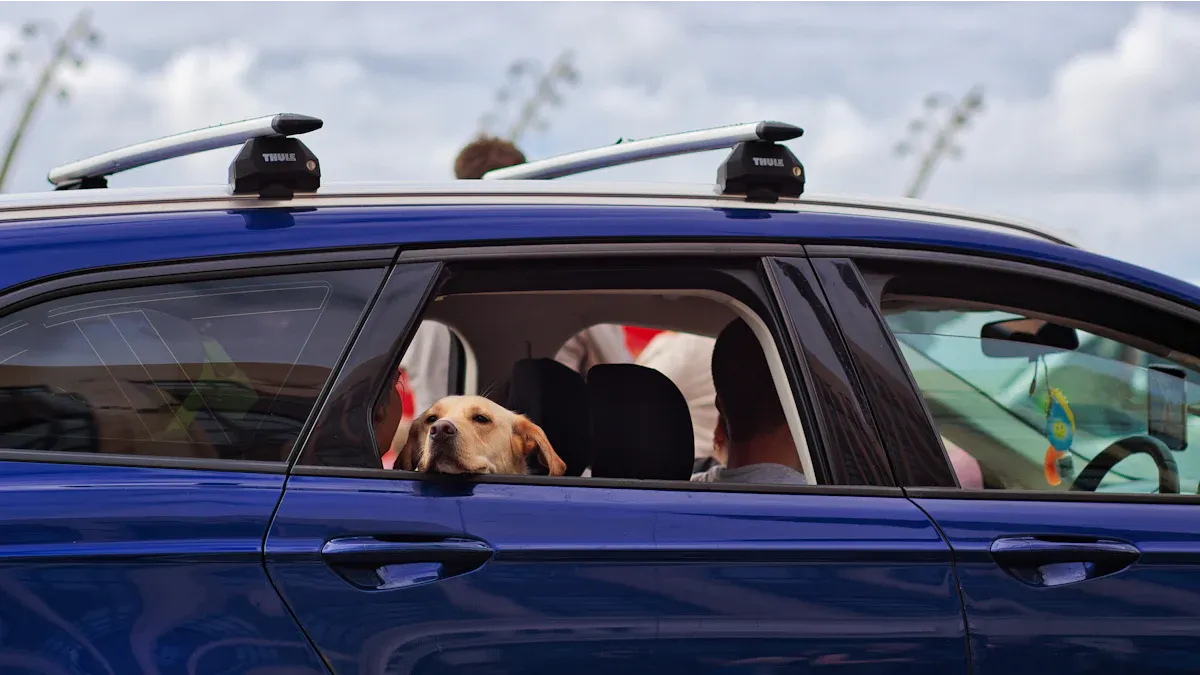 Measuring Passenger and Dog Space