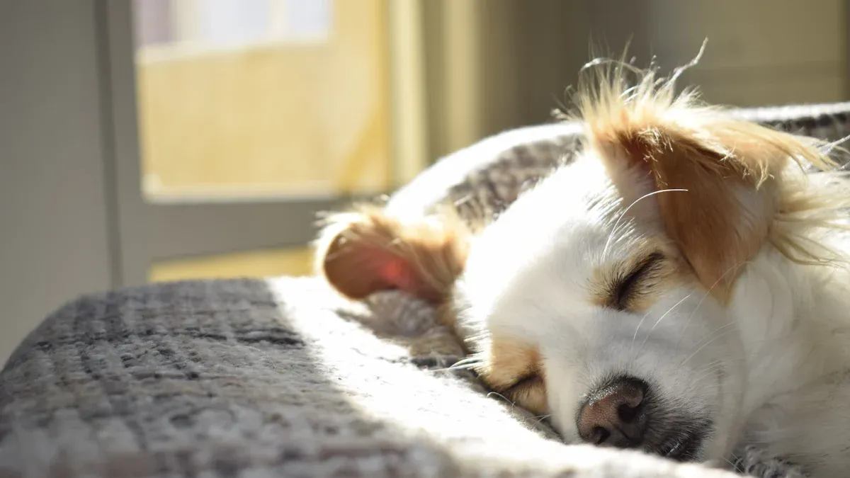 Signs of overheating in dogs