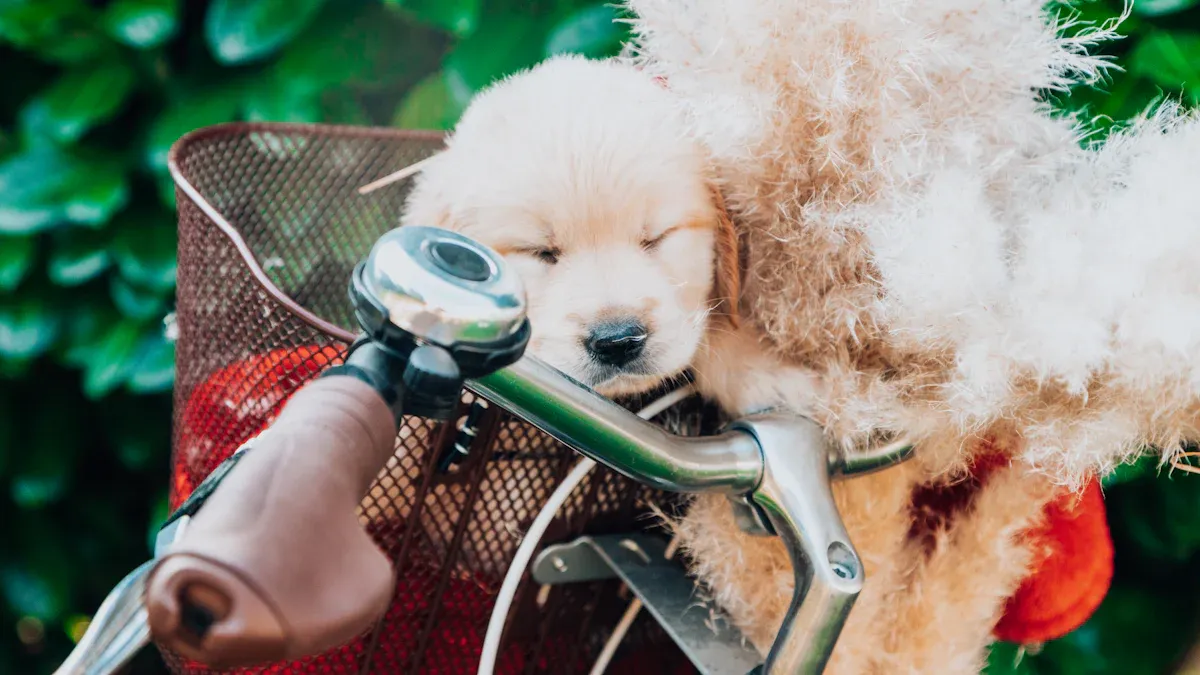 Step-by-Step Training Plan to Train Your Dog