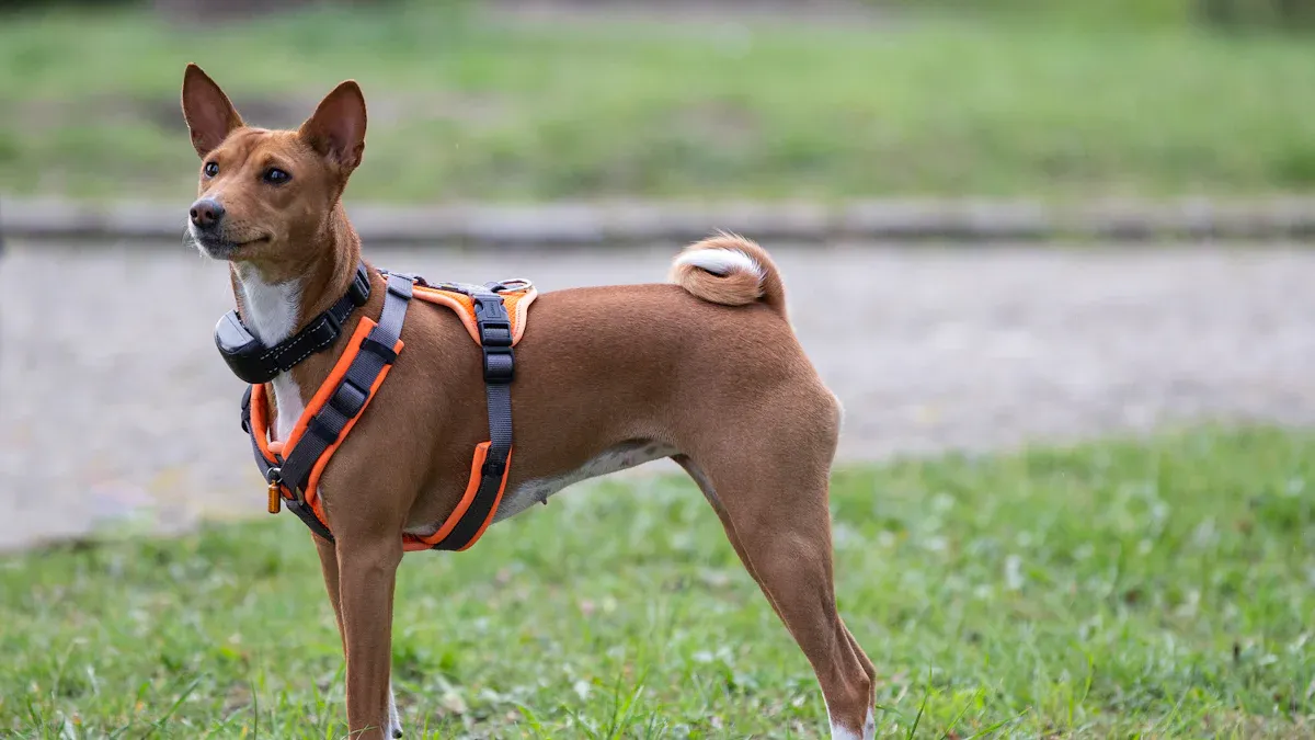 Top Harness Fit Red Flags After a Short Walk