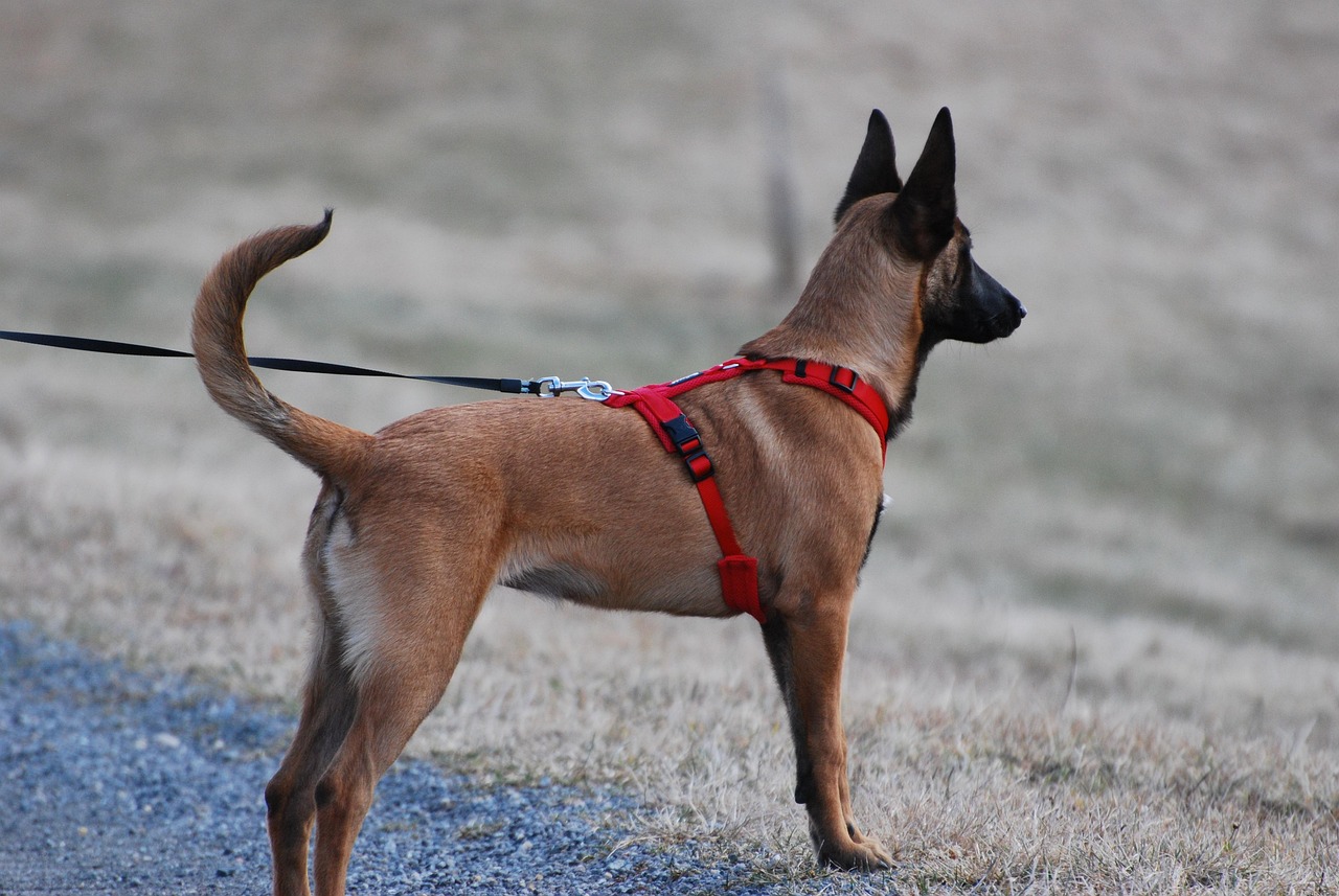 Step-by-Step Guide: How to Put a Harness on a Dog (Overhead Method)