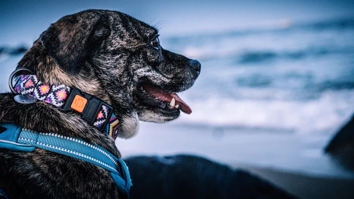 Dog wearing a reflective collar outdoors near water