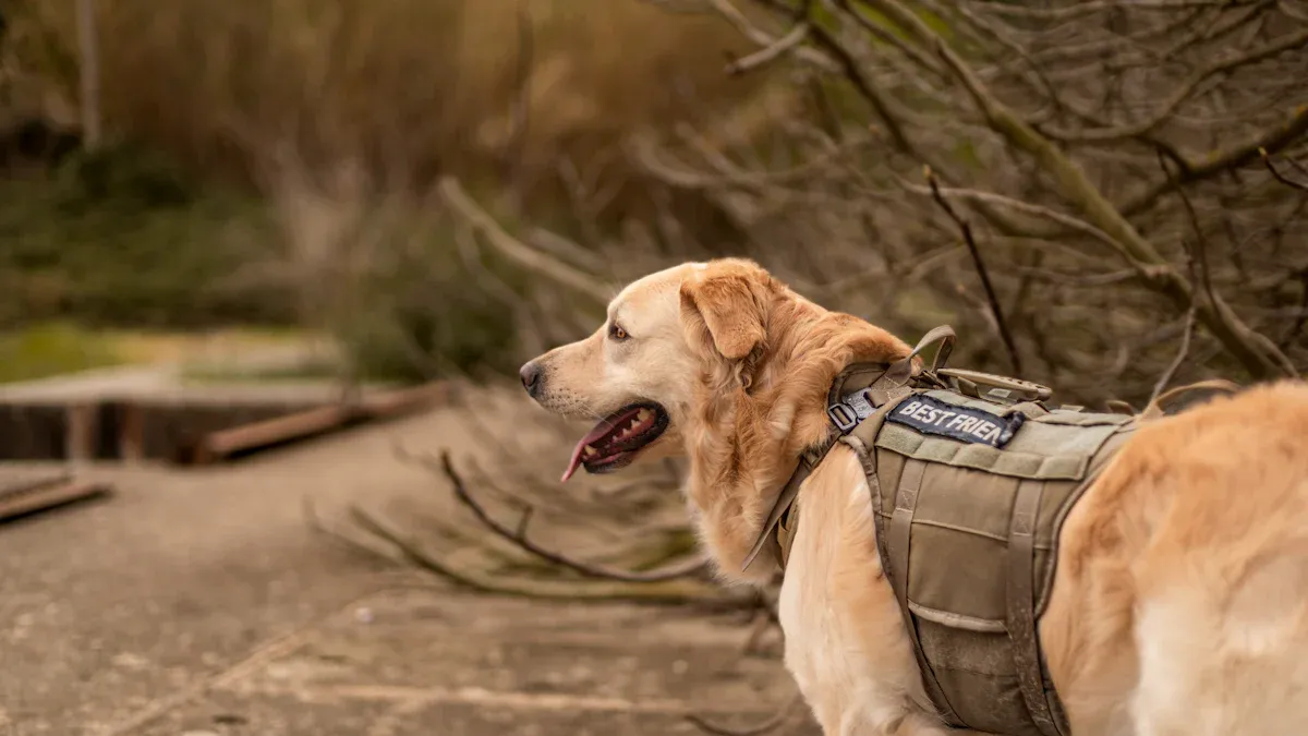 Big Dog Harness Fit and Rainy Trail Risks