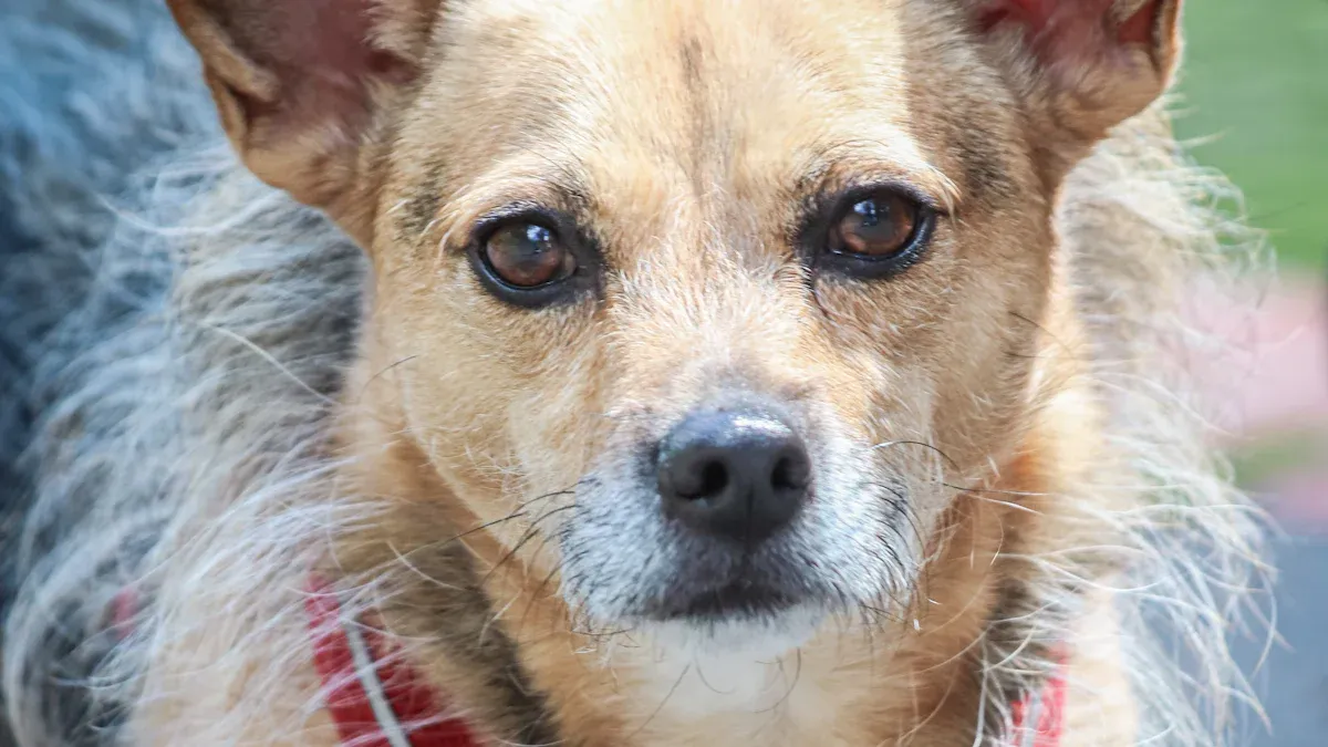 Illustration showing where to measure a small dog harness fit