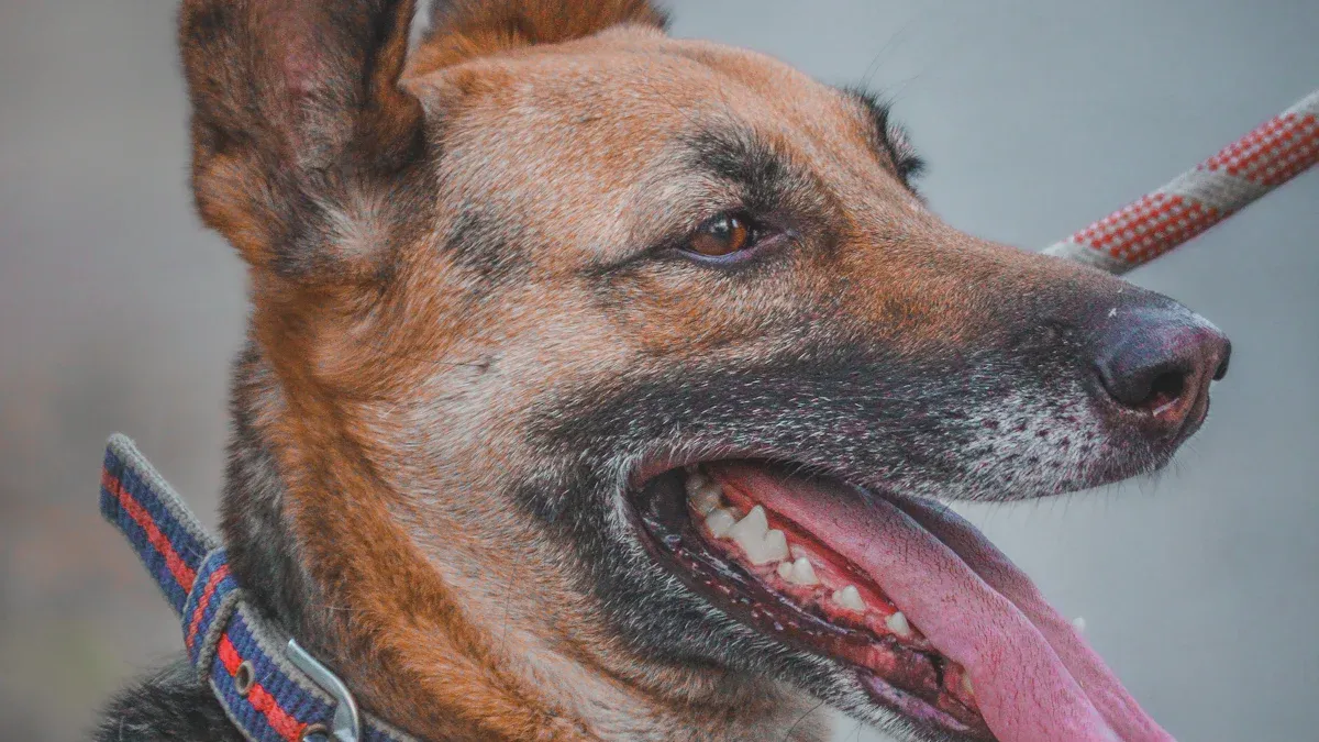 Choosing Collar Width by Dog Profile