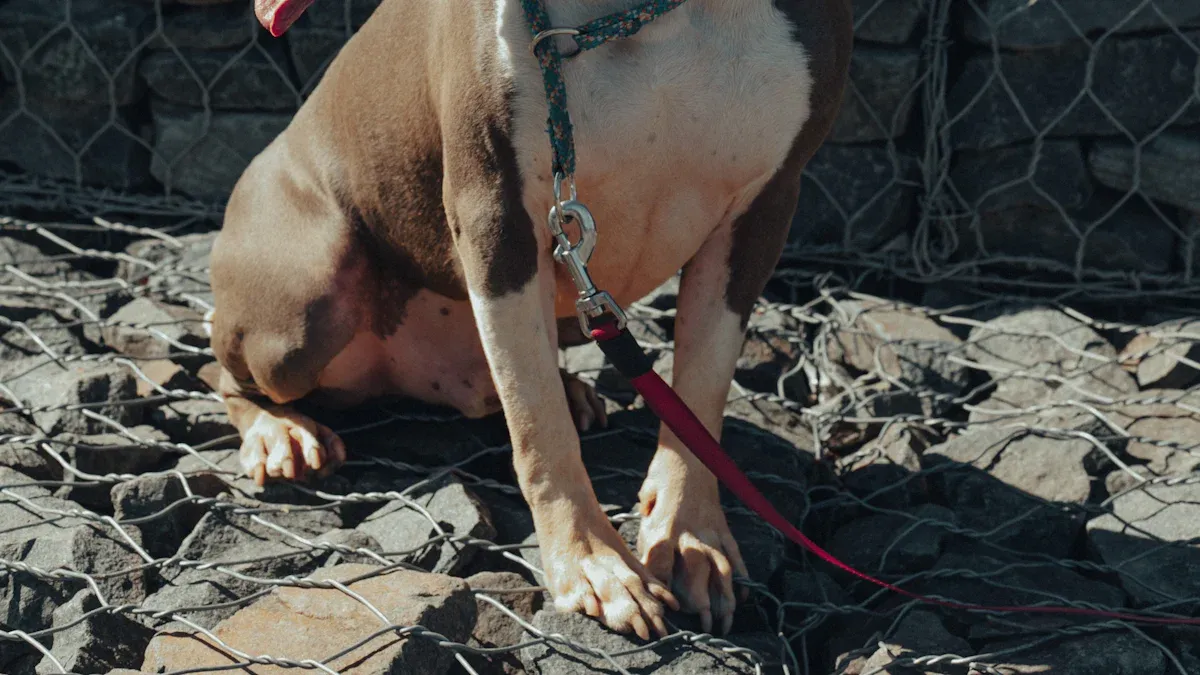 Durable Dog Collar Materials Compared