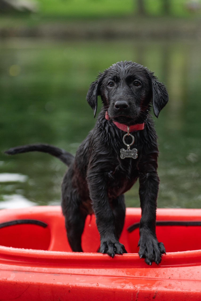 Dog Life Jacket Sizing and Fit Steps