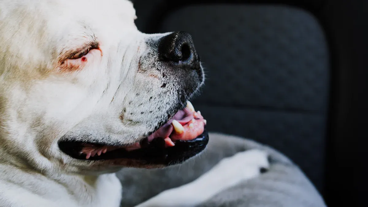 Dog Car Seat Stability Features