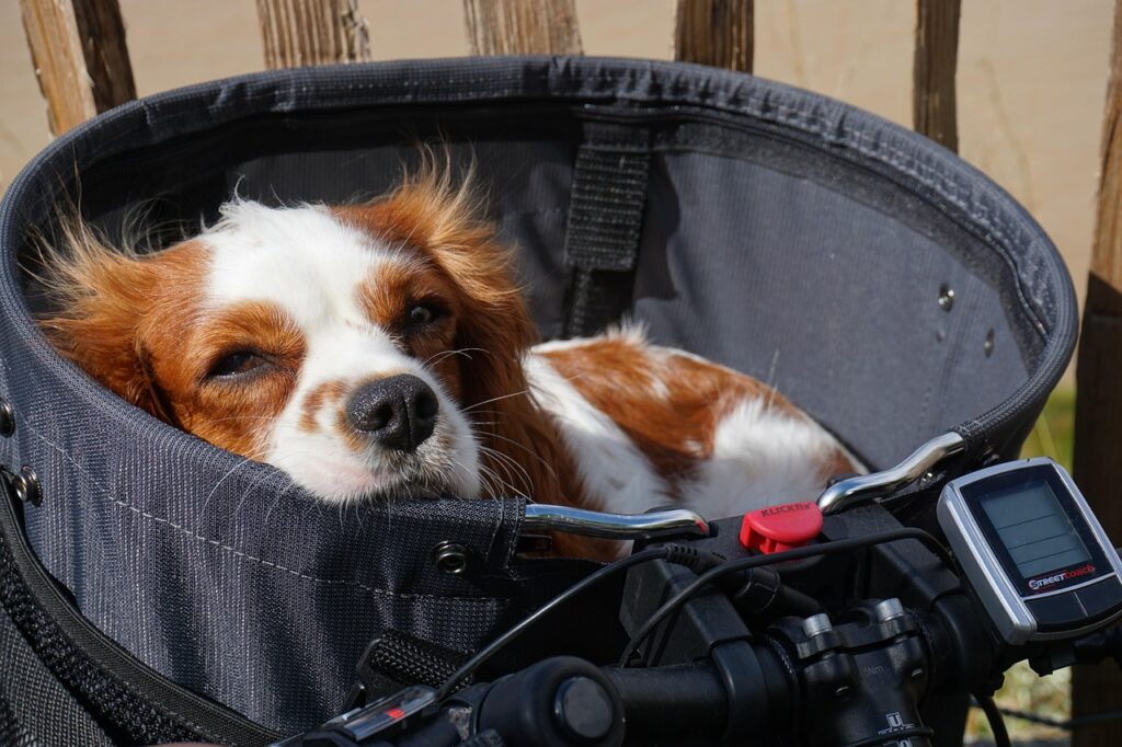 portrait, cute, dog, animal, small, nature, sweet, domestic animal, lying, in the basket, bicycle, could be, outdoors, purebred dog, enjoy, small dog, happy, lazy dog, young dog, cavalier, king, charles, spaniel, pet, brown, weis, blenheim, bike tour, cycle