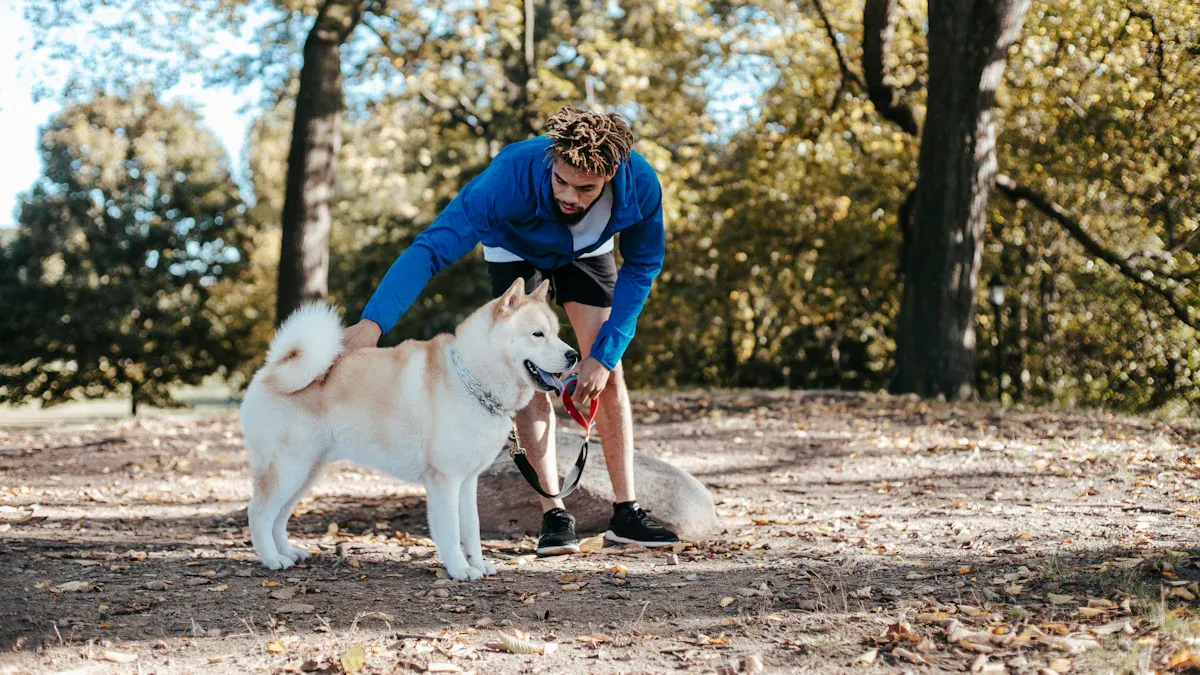 Training dogs to stop pulling on leash with simple routines