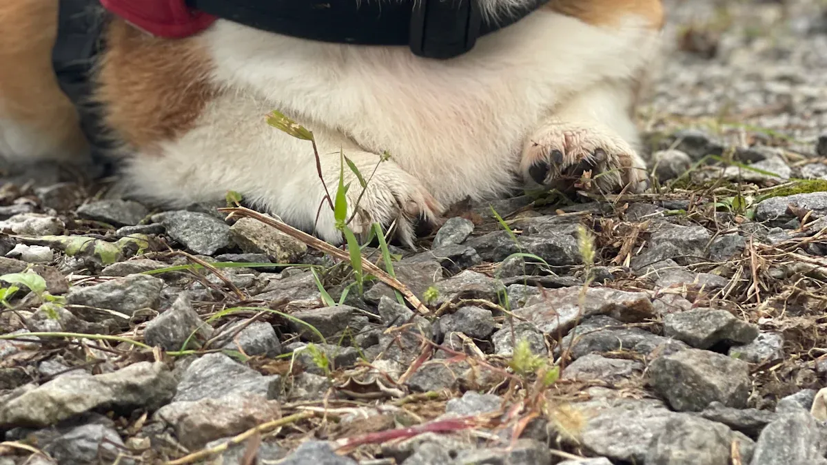 Durable Features—Materials and Construction for Best Dog Harness