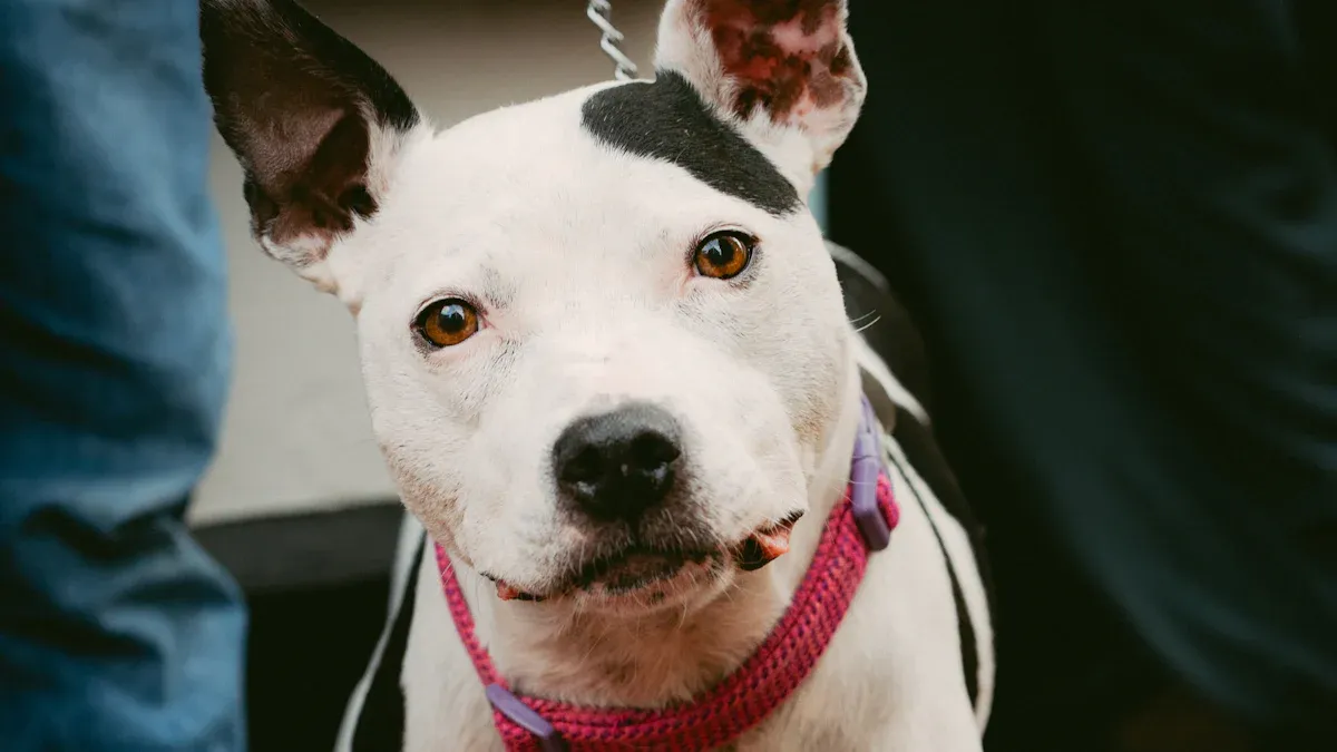 How to Measure for the Right Size and Adjust Puppy Collars