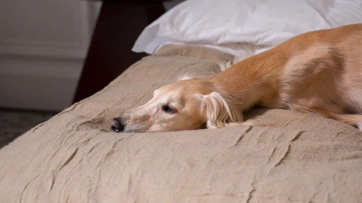 Correct Dog Bed Size and Fit: Sizing and Placement Guide