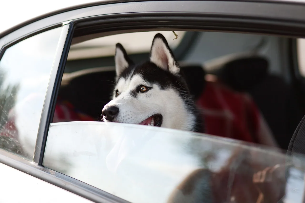 Dog Vehicle Seat Covers Materials and Sizing Guide