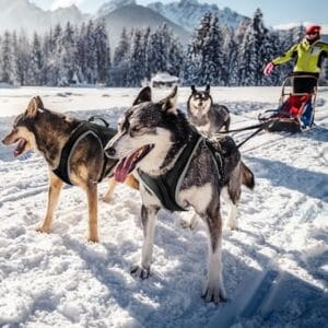 Sled dogs wearing harnesses running across snowy terrain with a musher in the background and mountains behind