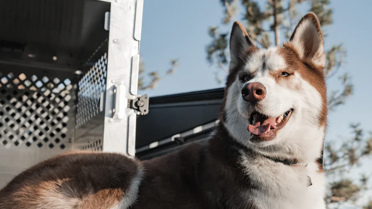 Dog safety risks and solutions