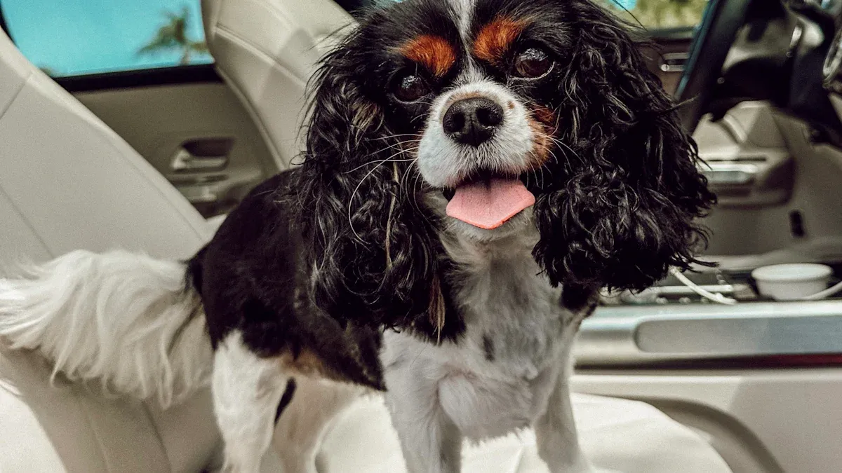 Sizing and Fit Checks for Dog Car Seats