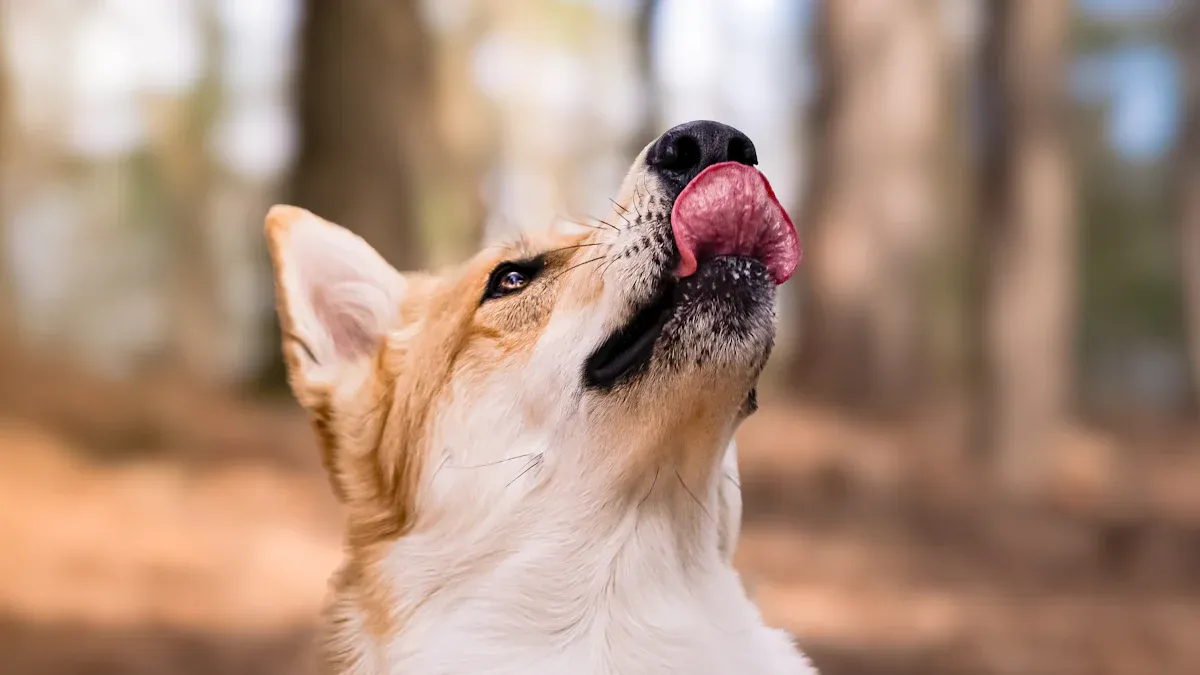 Dog treat pouch setup for training walks